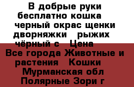 В добрые руки бесплатно,кошка,2.5черный окрас,щенки дворняжки,3 рыжих 1 чёрный,с › Цена ­ - - Все города Животные и растения » Кошки   . Мурманская обл.,Полярные Зори г.